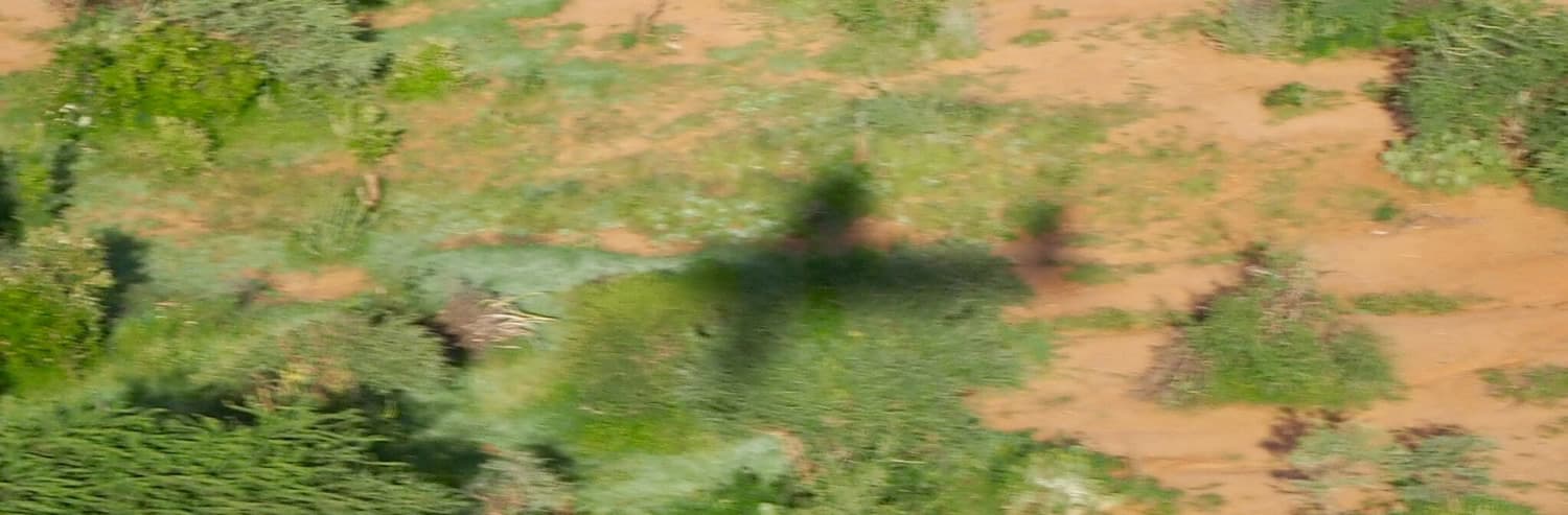 Aero Club of East Africa